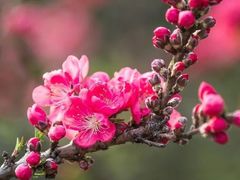 -西部兰花园生态园