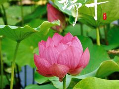 -荷塘月色湿地公园·向阳花洲