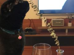 -PETKIT 小佩宠物·低压洗护·美容·寄养(安远店)