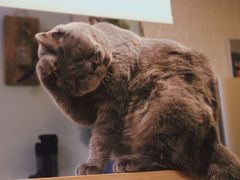 -平行世界·猫咖(首经贸店)