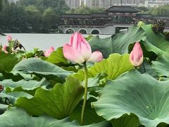 -桃花岛公园