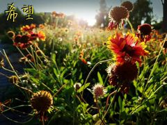 -永定河休闲森林公园