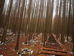 -武陵山森林公园