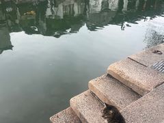 -西塘人家•黑金冠本地好店