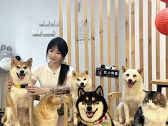 -柴迷FANS CLUB·柴犬狗咖·猫咖