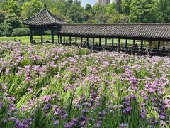 -龙头寺公园