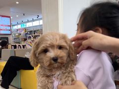 -翊宠yipet猫狗购宠庄园犬舍•猫舍