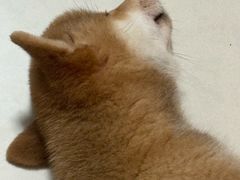 -博特宠物医院24h犬猫全科.骨科·异宠