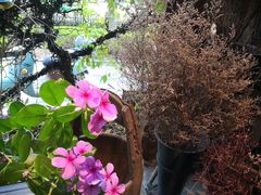 -馬蘭花開(车站大道店)