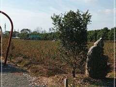 -海上花岛玫瑰园采摘