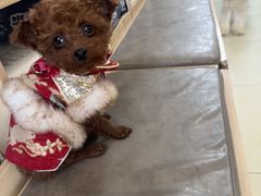 -宠福鑫康馨动物医院·骨科·眼科