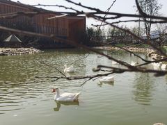 -田园东方蜜桃村的田野营地