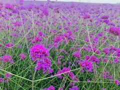 -紫颐香薰山谷景区