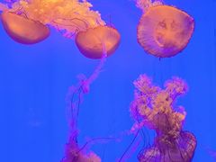 -上海海洋水族馆