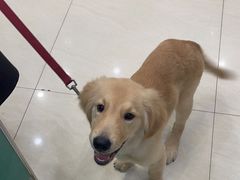 -乐琪宠物医院·犬猫专科·骨外科·急重症