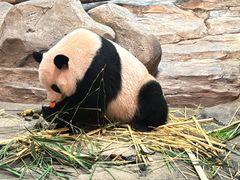 -广州长隆野生动物世界
