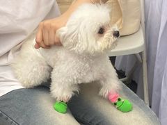 -爱侣宠医·鹦鹉专科·小型哺乳类·异宠专科(灵石路店)