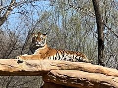 -北京野生动物园