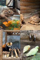 -Zoolung Zoolung动物主题公园(海信广场店)