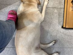 -FAELING PETS美天灵宠物(富力广场店)
