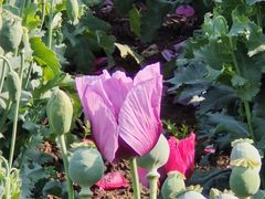 -国家植物园南园