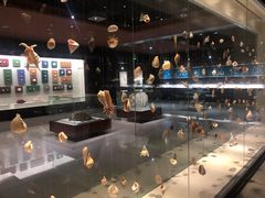 -青岛贝壳博物馆