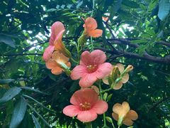 -呀路古热带植物园