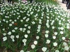 -洛阳郁金香牡丹园