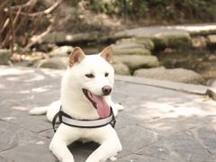 -燕晗山郊野公园