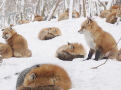 -宫城藏王狐狸村