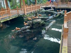 -南宫五洲植物乐园