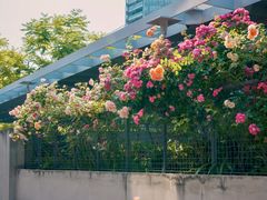 -丹东路渡口(轮渡站)