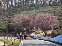 -南京市江宁方山