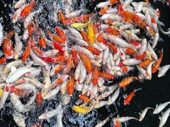 -侠成水上农庄(工业大道店)