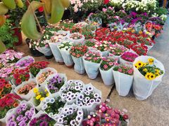 -双季花艺园艺市场(浦东店)