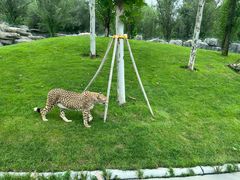 -北京野生动物园