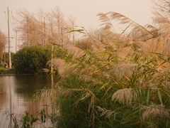 -呈贡滇池生态湿地公园