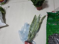 -中环花鸟鱼虫市场