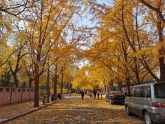 -三里屯东五街银杏大道