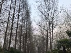 -合肥滨湖国家森林公园