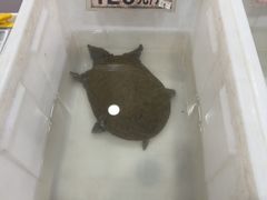 -德清诚信农产品莫干湖甲鱼直销店