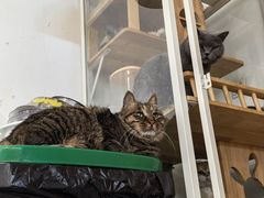 -平行世界·猫咖(首经贸店)