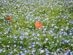 -上海滨江森林公园