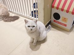 -藏猫猫咖啡主题馆(中央大道店)