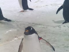-杭州长乔极地海洋公园