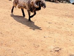 -西霞口神雕山野生动物世界