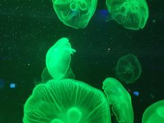 -长春中泰海洋世界
