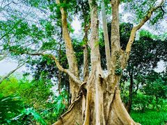 -中国科学院西双版纳热带植物园