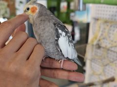 -吉丁鸟咖·异宠·寄养
