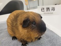 -立德动物医院·异宠·CT·鹦鹉(天河店)